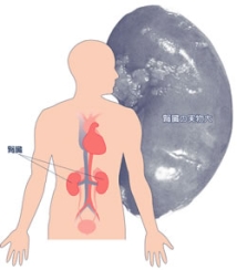 腎臓のプロフィール